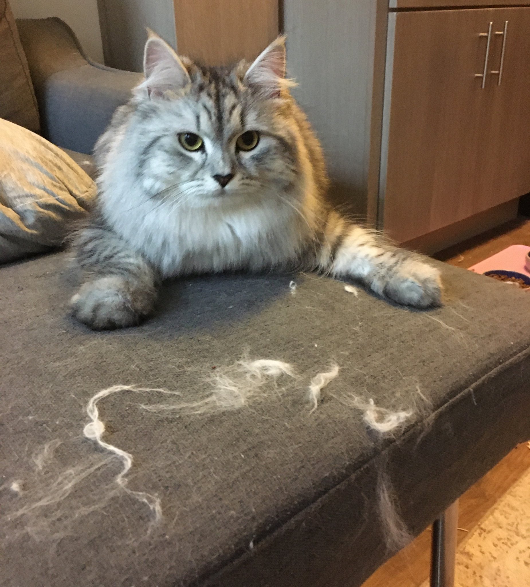 How to clean cat hair off of furniture